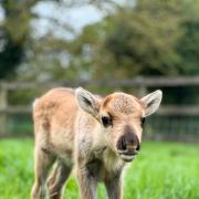 New reindeer at Whimple's Cotley Farm