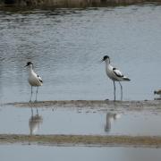 The avocets and their chicks at Seaton Wetlands