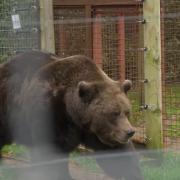 Deigo, the brown bear at Wildwood