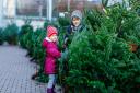 For many, buying the Christmas tree is becoming a family tradition