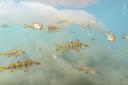 A school of European perch seem to be floating in the clouds - in reality the clouds are algal blooms, a common result of pollution
