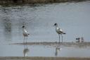 Two Avocet chicks in Seaton Wetlands