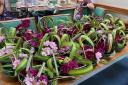 Honiton Carers flower workshop