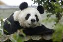 Tian Tian and Yang Guang have lived at Edinburgh Zoo since 2011 (PA)