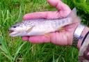Damion Fryers beautifully marked wild Brown Trout from the River Otter