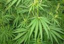 Stock photo of cannabis plants
