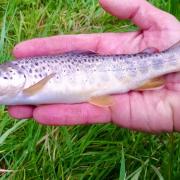 Damion Fryers beautifully marked wild Brown Trout from the River Otter