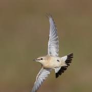 The isabelline wheatear is a thrush-sized bird