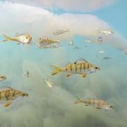 A school of European perch seem to be floating in the clouds - in reality the clouds are algal blooms, a common result of pollution