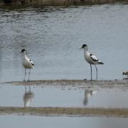 Two Avocet chicks in Seaton Wetlands