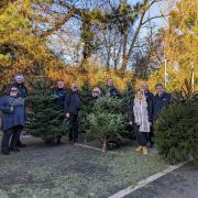 Hospiscare Christmas tree collection