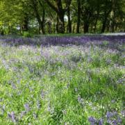 Bluebell Day is back for 2024 this April