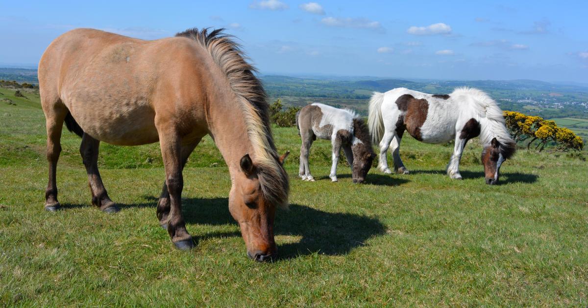 Erfolg für Dartmoor-Ponys nach großem öffentlichen Druck