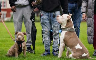 The RSPCA has reminded owners that from December 31, it will become illegal to breed, give away or sell an XL Bully.